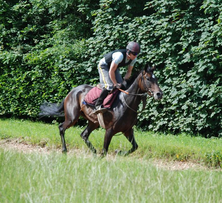 Beattie_Green_gallops