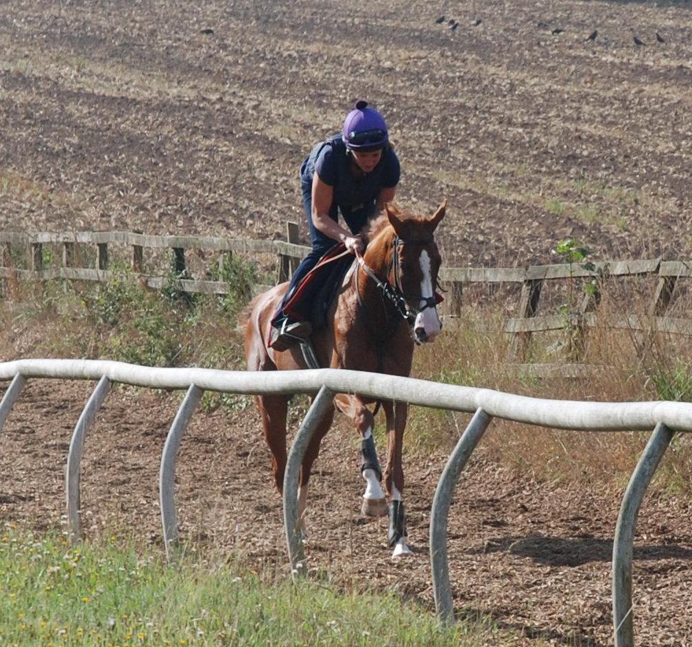 Broadway_Buffalo_gallops_sept13