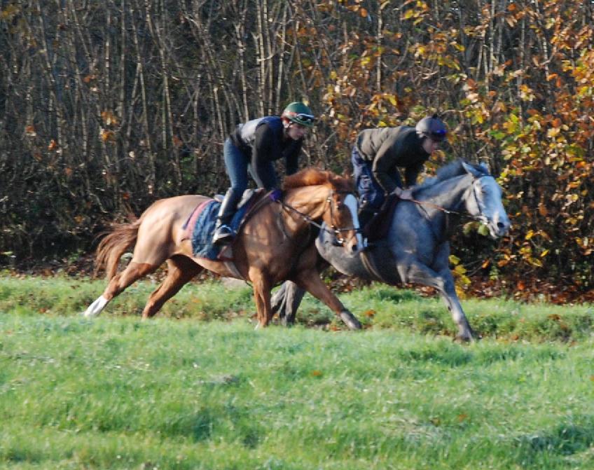 Consigliere__Teshali_gallops2