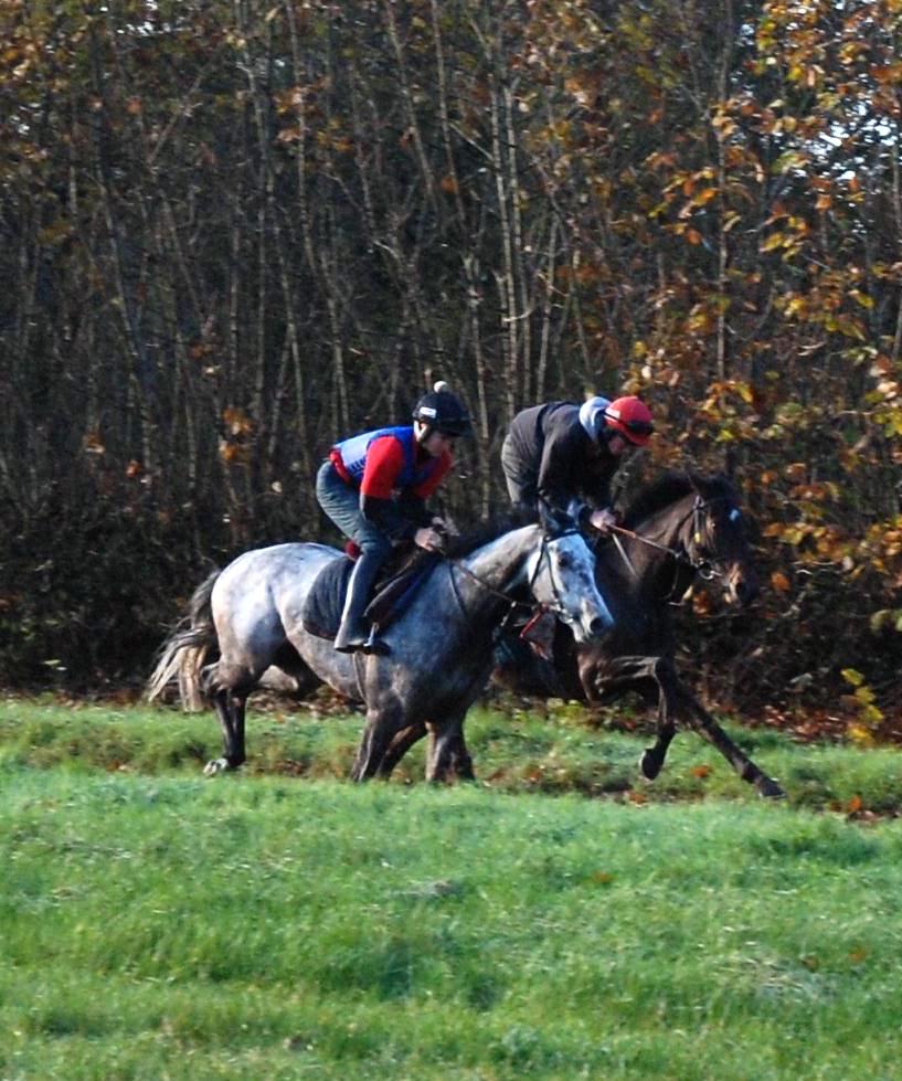 Dynaste__Kazlian_gallops