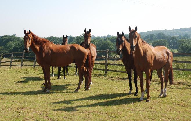 Horses_at_grass13_web