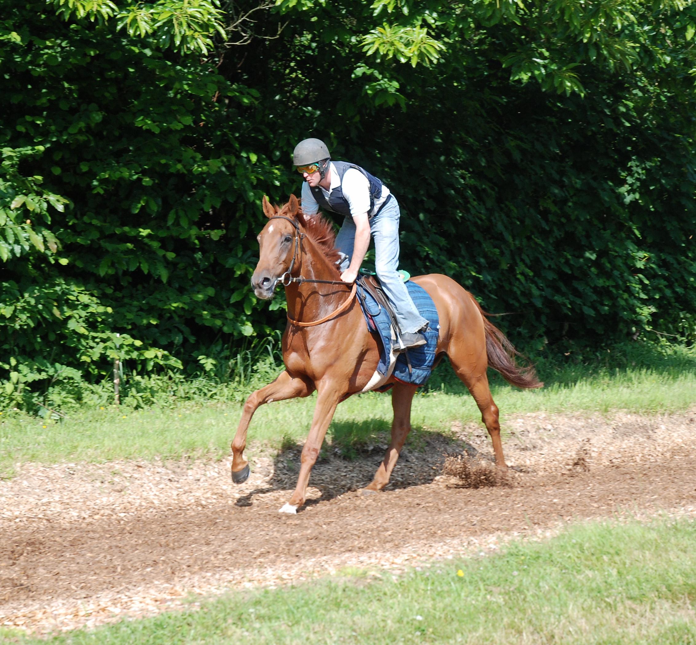 Hunterview_gallops