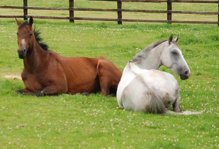 Imsinigingtheblues__Grands_Crus_field