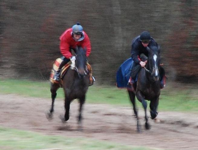 Jumpjack_Flint__Sultan_Fontenaille_gallops