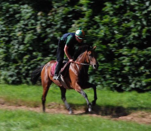 Ladyvie_gallops_web