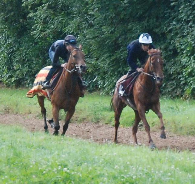 Laustra_Bad__Lion_Road_gallops