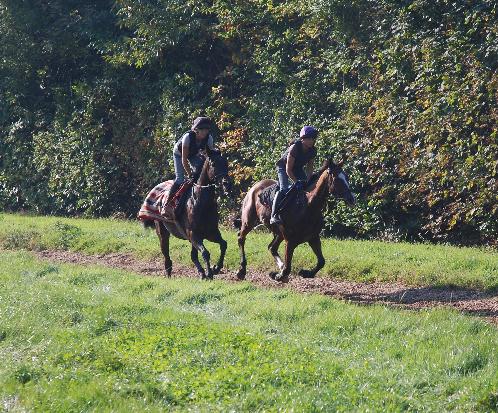 Madison_Du_Berlais__Tamarinbleu_gallops