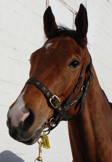 Mount_Haven_head_web