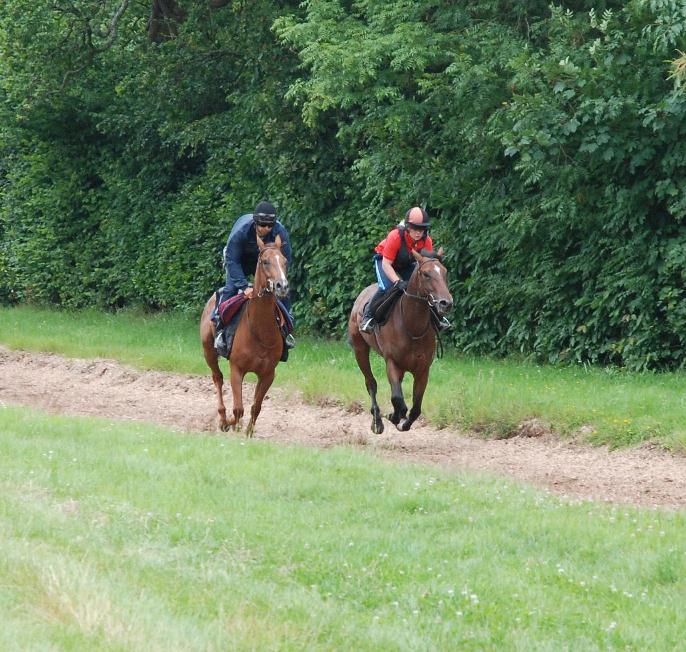 Must_You_Go__Woodlark_Island_gallops