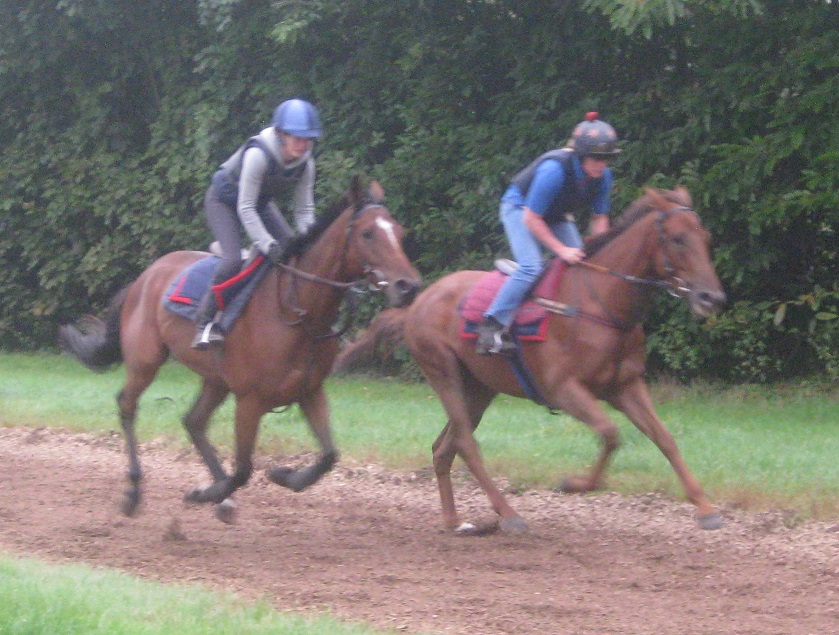Obistar__Brook_gallops_Sept14_web