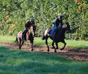 Poole_Master__Massinis_Maguire_gallops