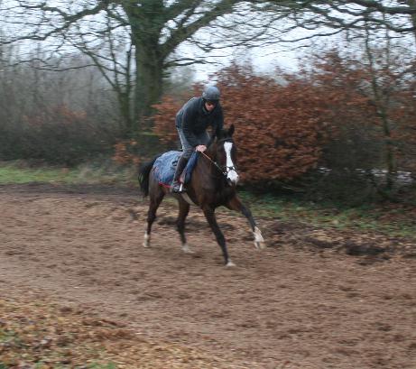 Roi_De_Rose_gallops