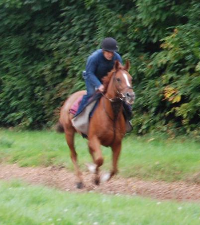Vincentian_gallops
