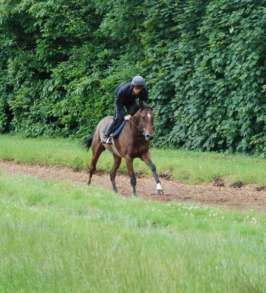 Woodlark_Island_gallops