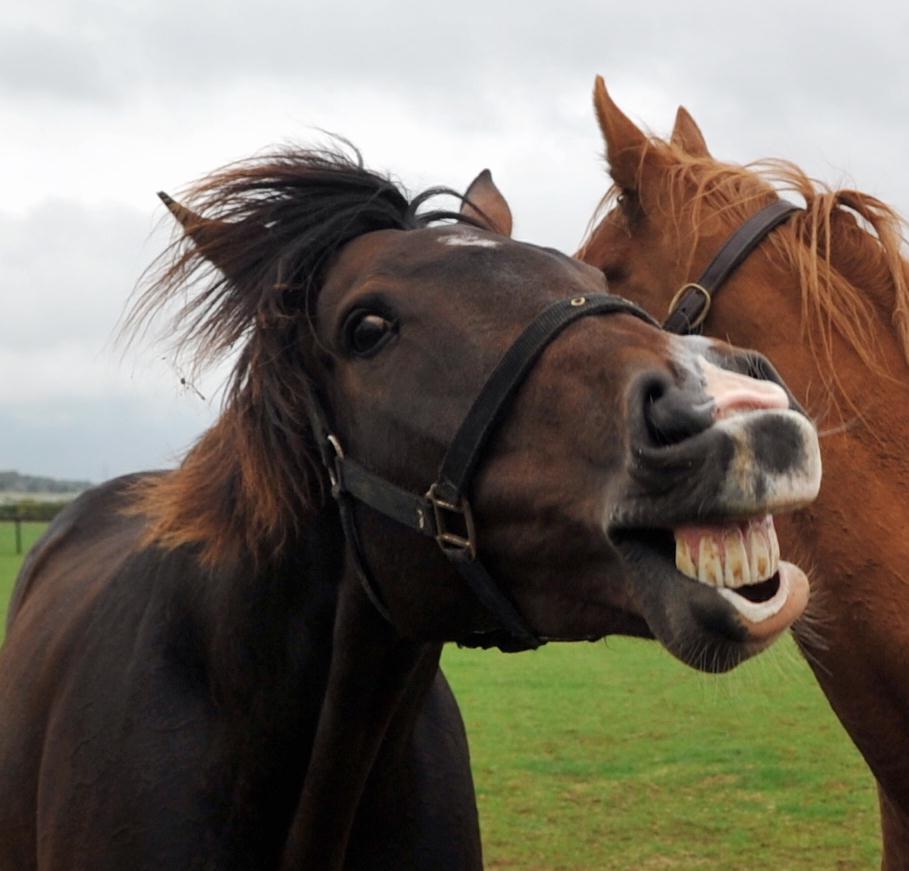 comply_laughing
