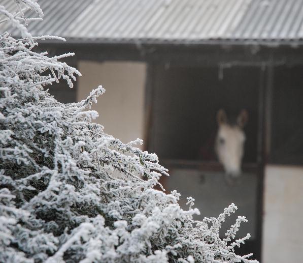 icy chartreux