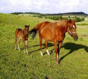 Tizi Ouzou foal