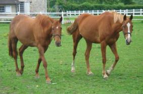 miss academy and canadiene at stud